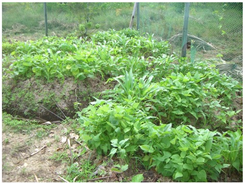 Horta Agro 